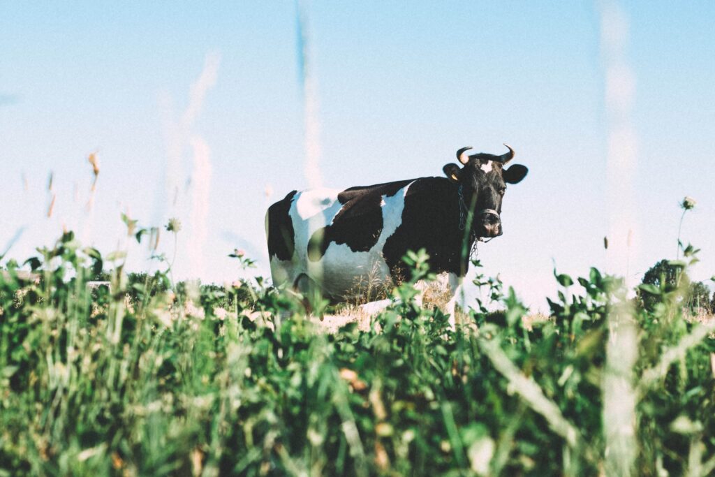 A cow in a field - cows and other animals get B12 from eating bacteria in the soil.