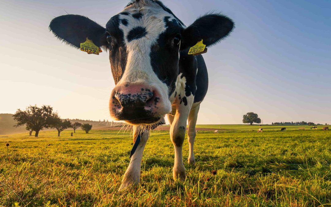 Cow’s Milk: Why do we drink it, is it healthy and why are some people ditching it?