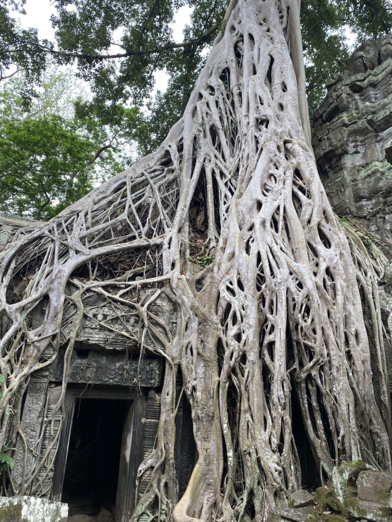 Our favourite temple at Angkor Wat - Ta Prohm temple where Indiana Jones and Lara Croft were filmed!